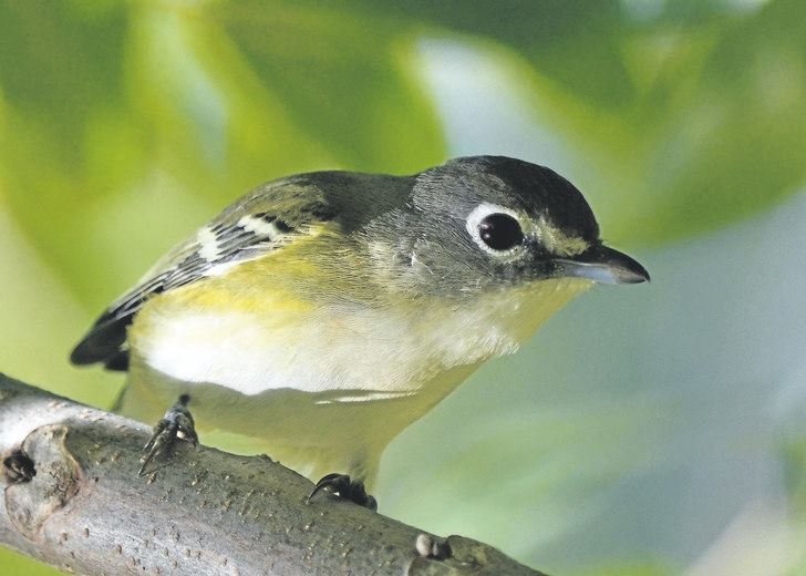 warbling bird crossword