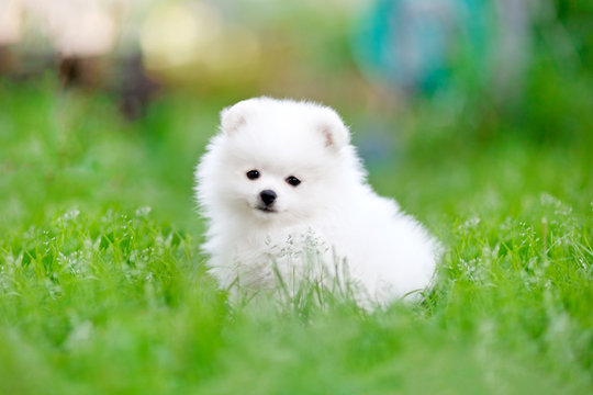 pomeranian white