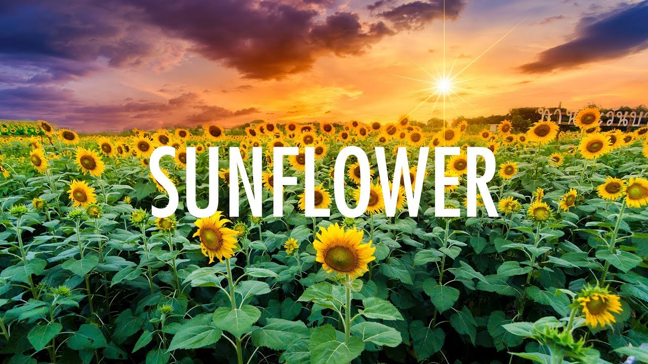 sunflower song