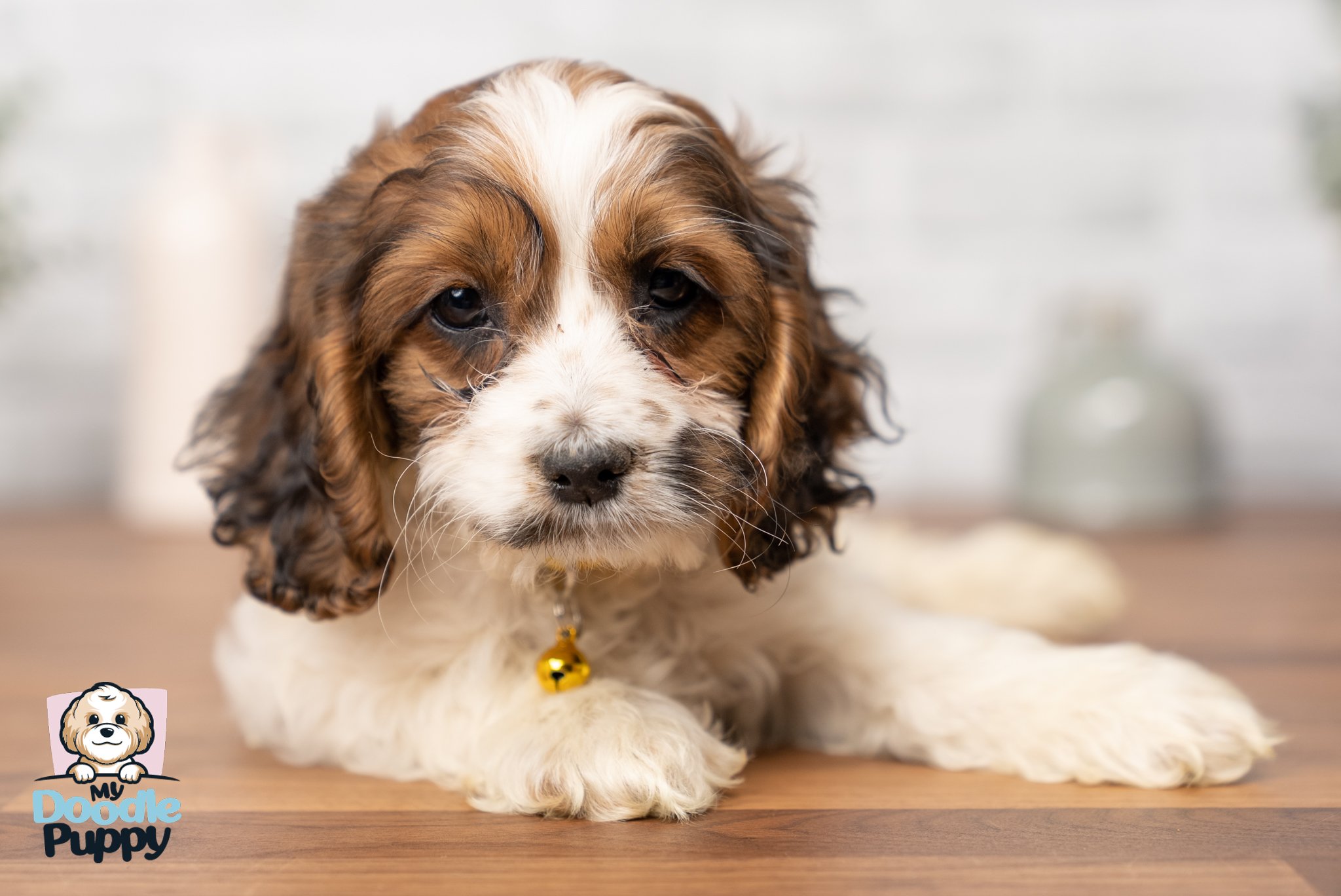 cockapoo and cockapoo mix