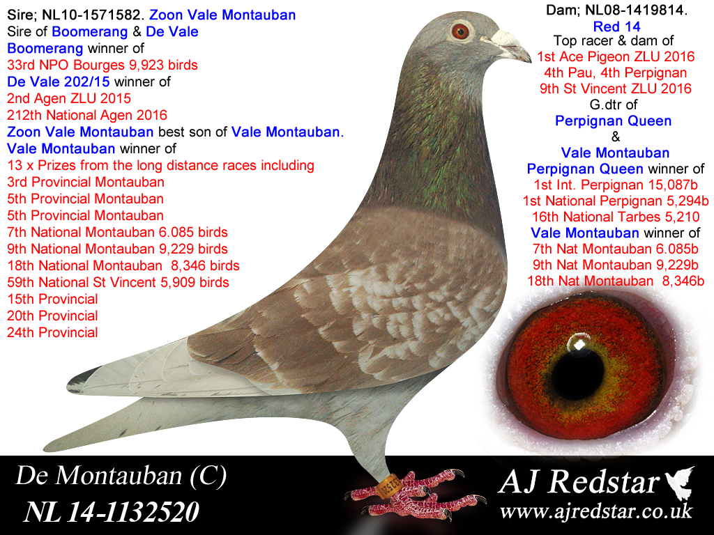 red star pigeon auctions near me