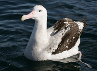 albatross in tagalog