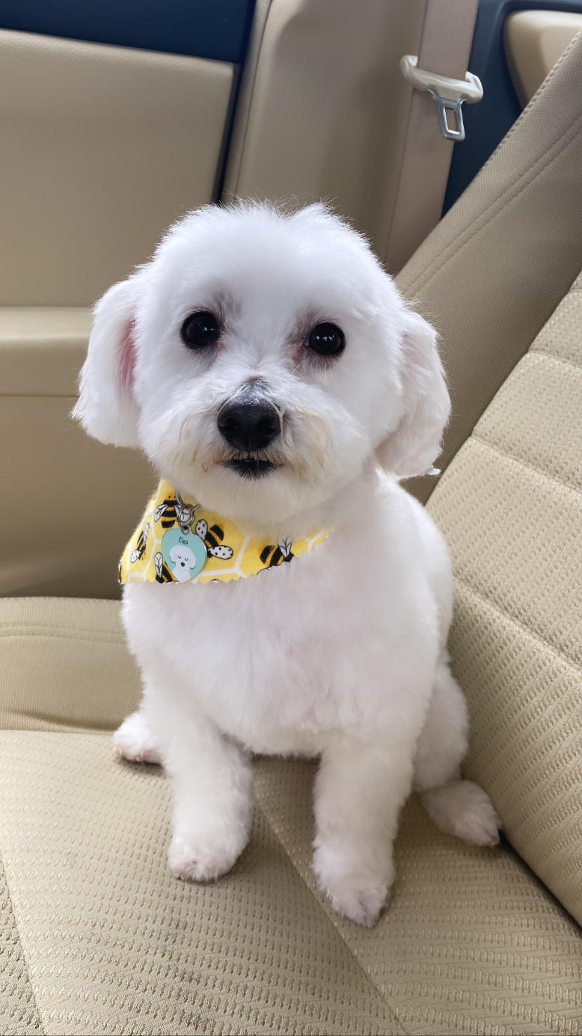 maltese with short haircut