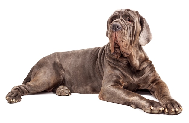 italienische mastiff