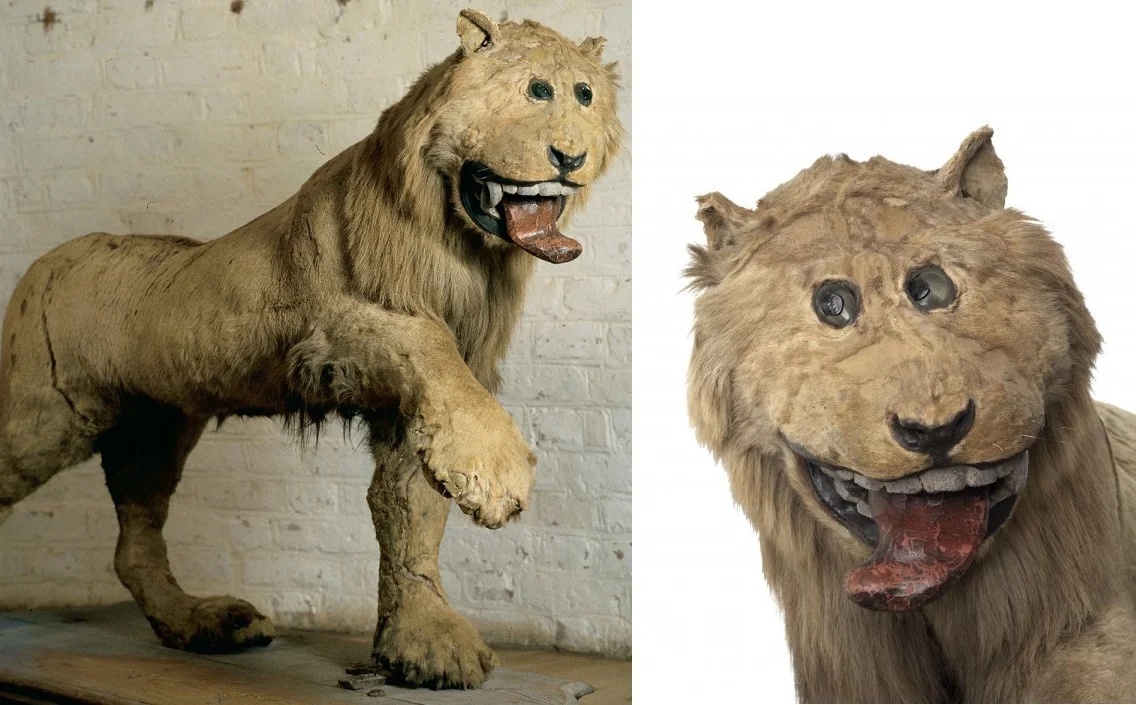 first taxidermied lion