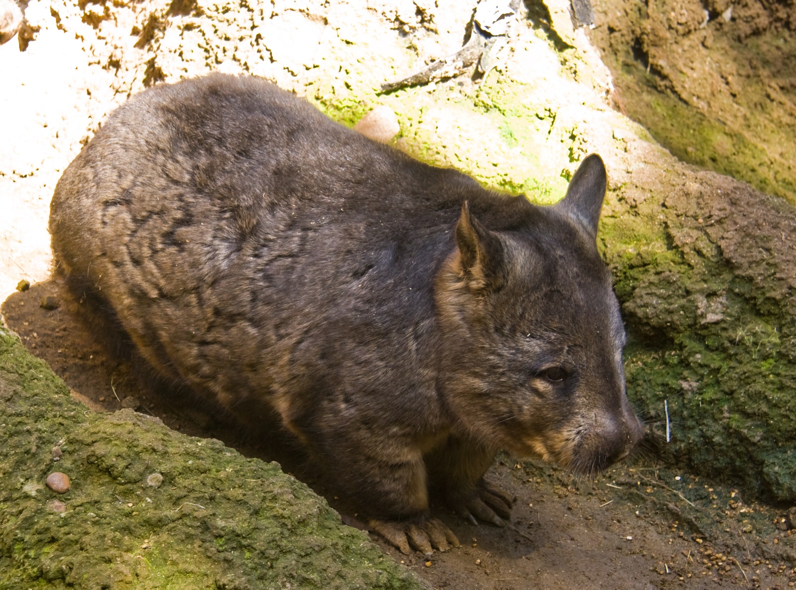 pissy wombat