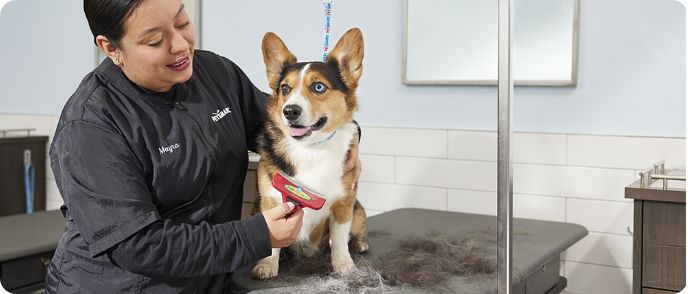 petsmart grooming brampton