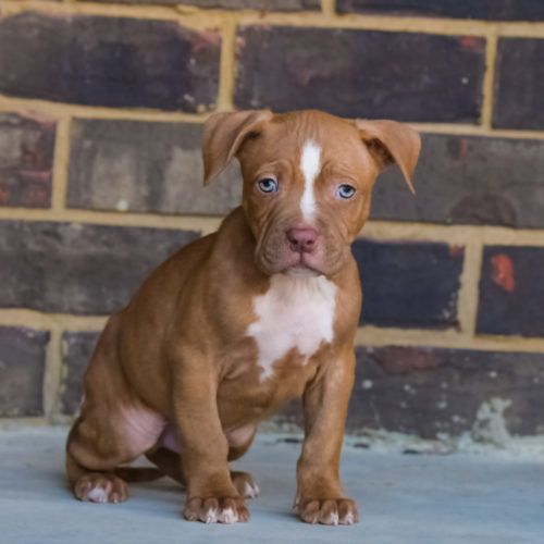 red nose pit puppy