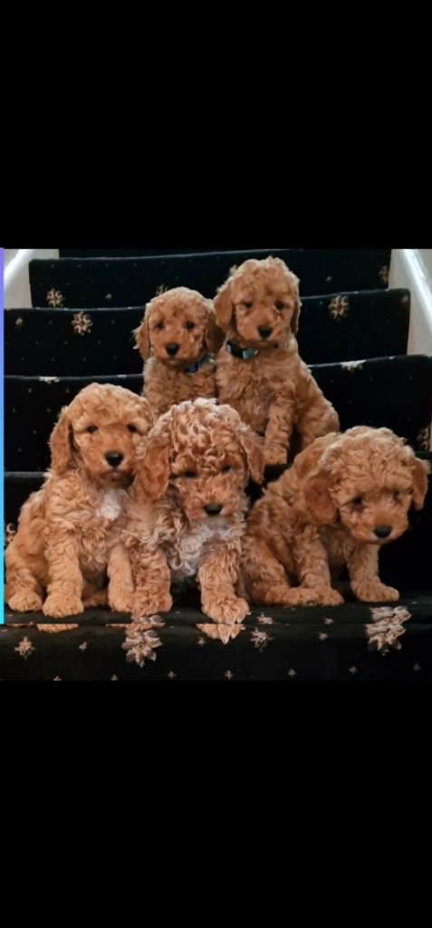 poodles for sale in kent