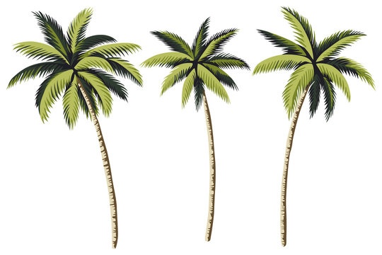 palm trees clip art