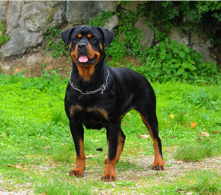 rottweiler washington state