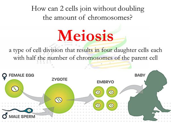 how many chromosomes does a human sperm cell have