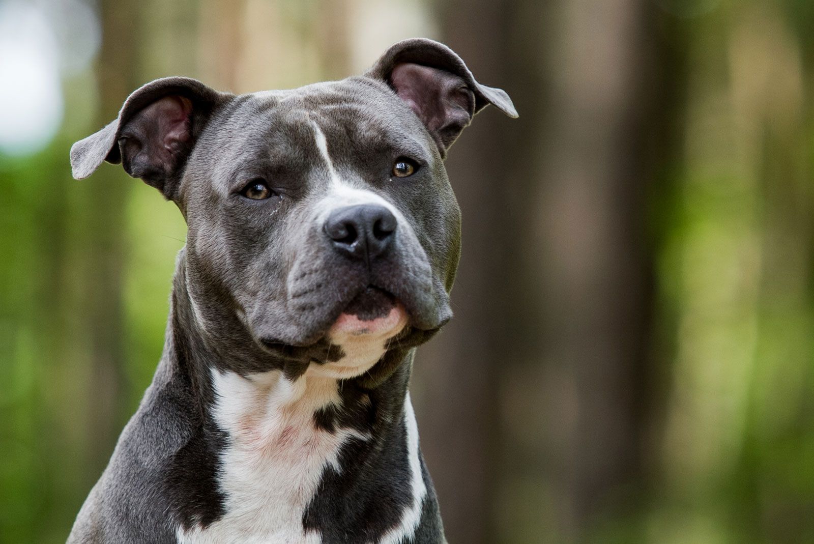 life span of american staffordshire terrier