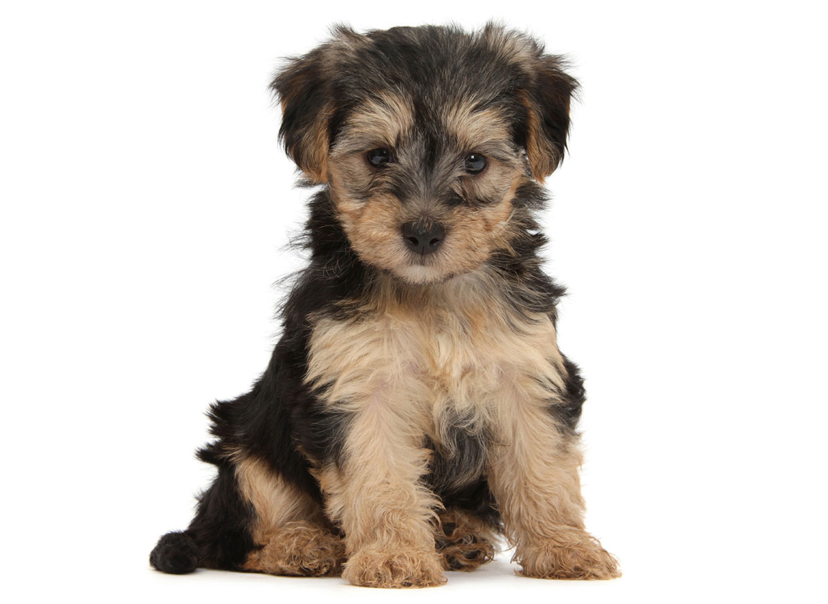 yorkie poo puppies for sale near me