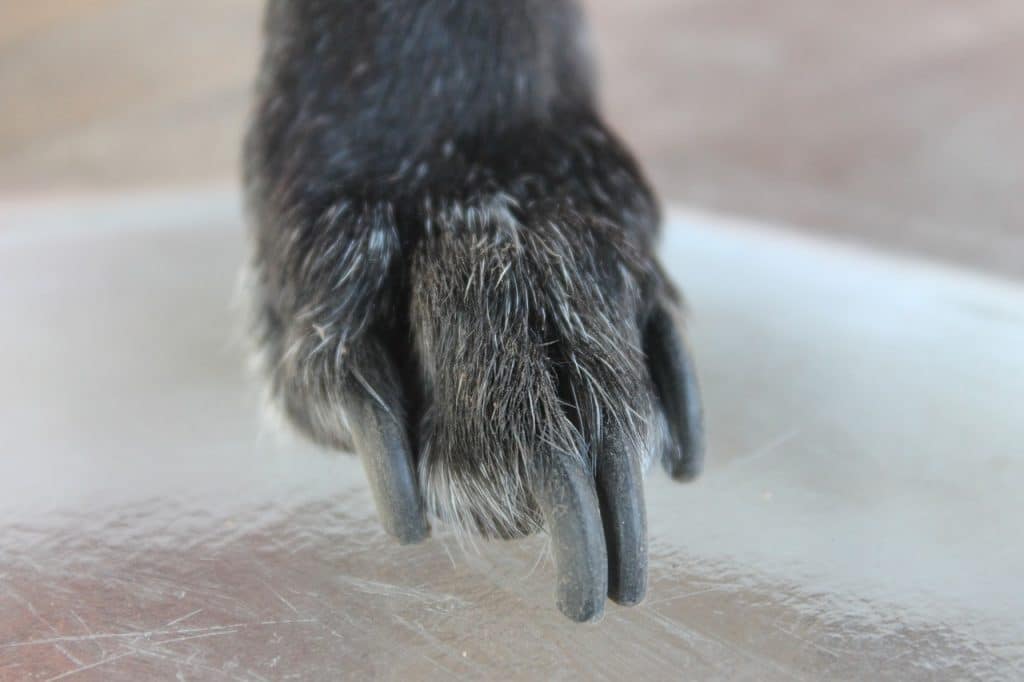 how to trim severely overgrown dog nails