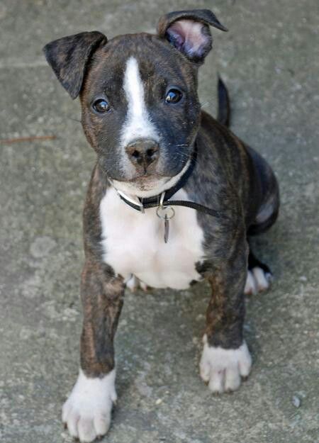 pitbull terrier mix full grown