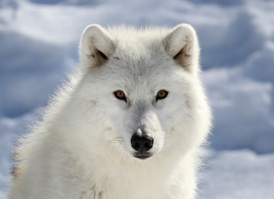 arctic wolf pictures