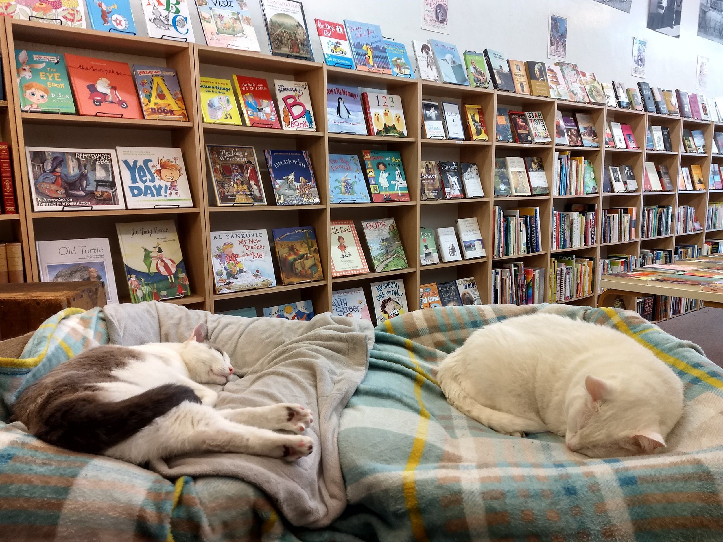 sleepy cat books