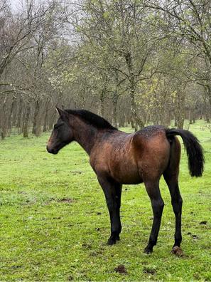 milanuncios caballos castilla y león