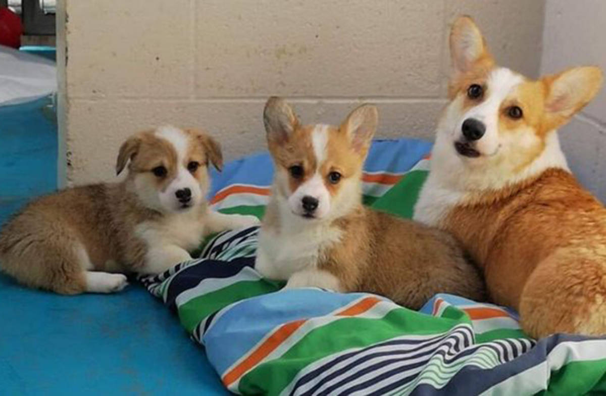 corgi rescue bc