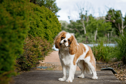 cavalier king charles spaniel cost