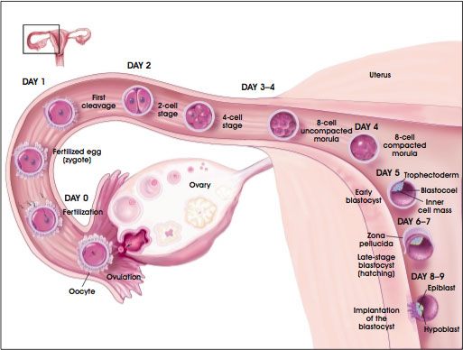 day past ovulation