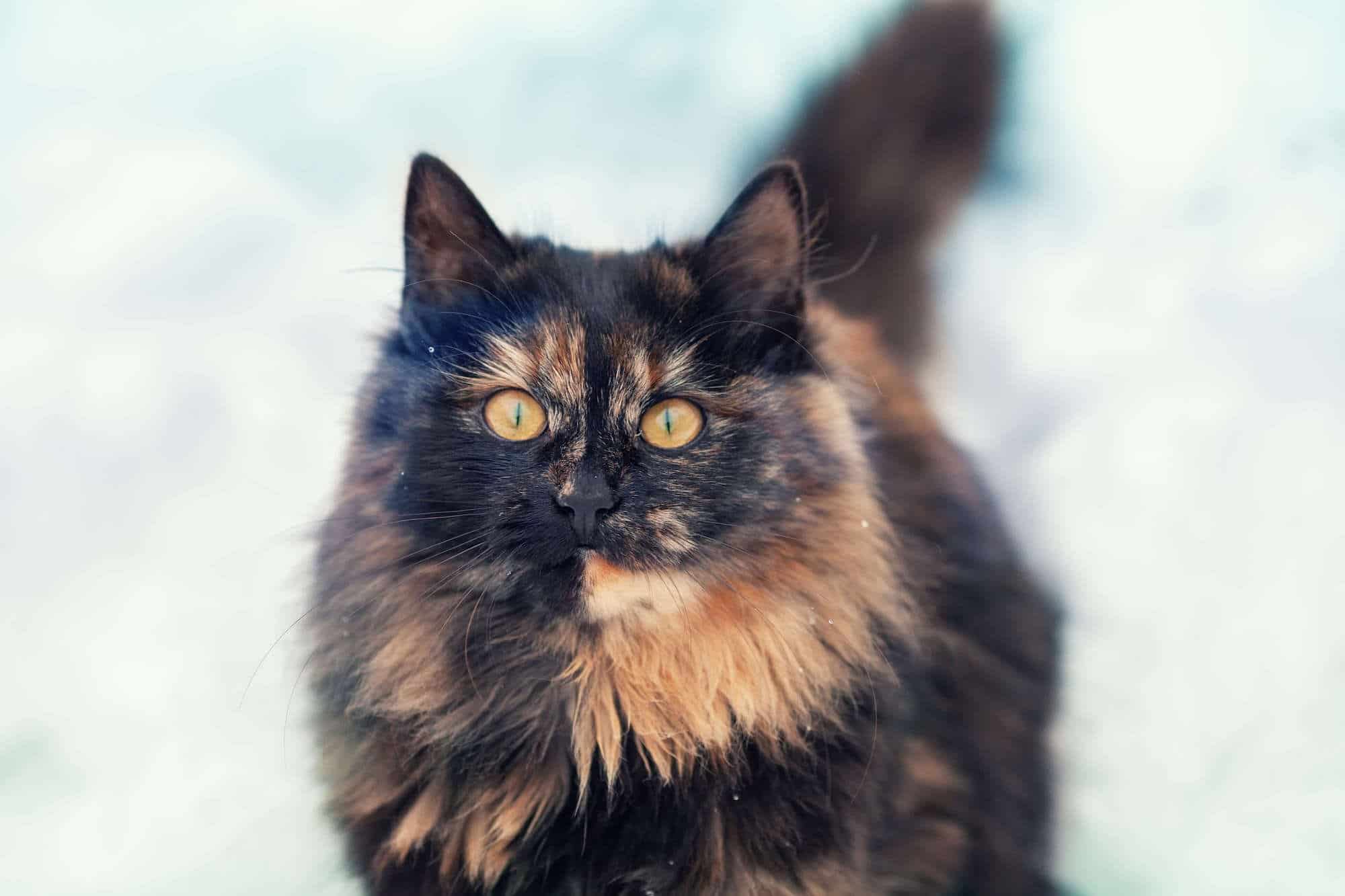 tortie kitten personality