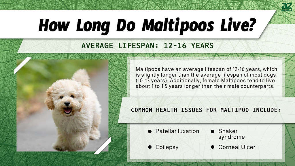 how old do maltipoos live