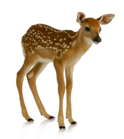 fawn pictures