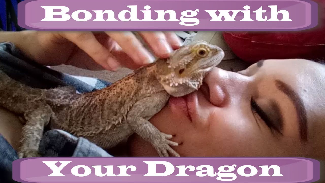 how to bond with a bearded dragon