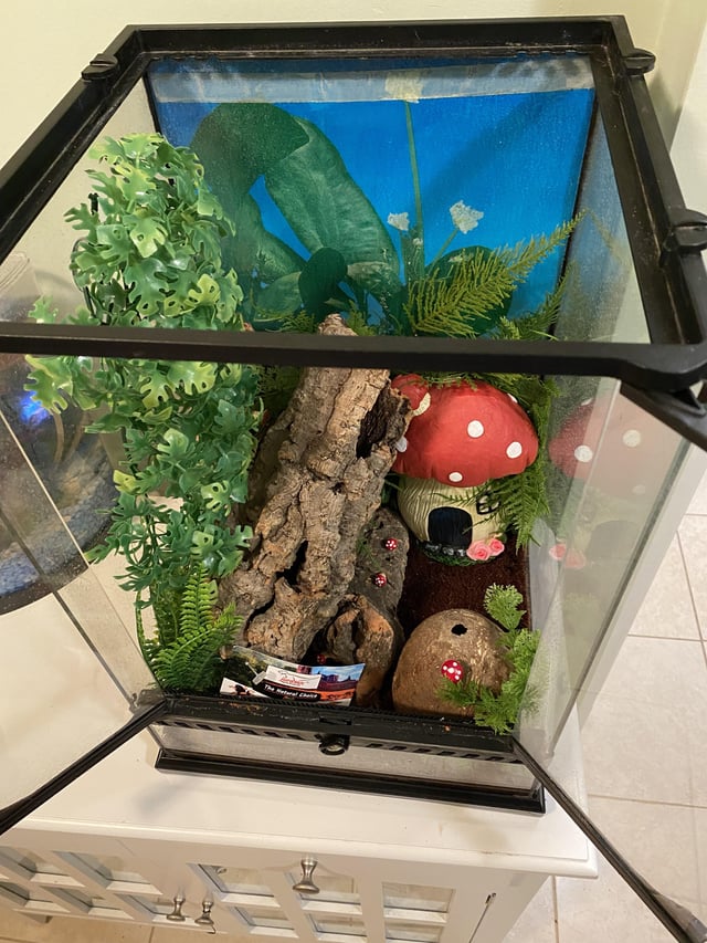 crested gecko cage setup