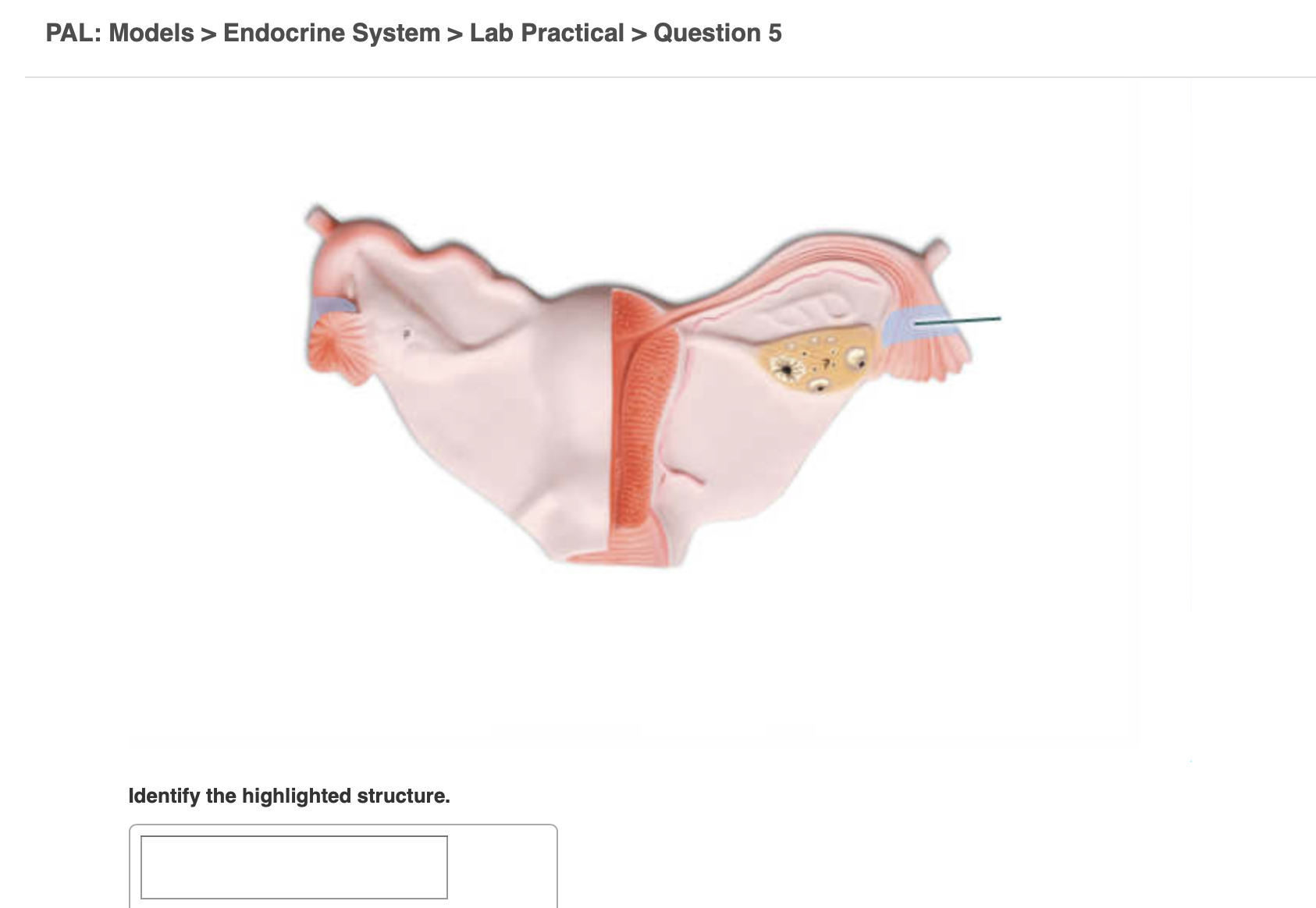 identify the highlighted structure endocrine system