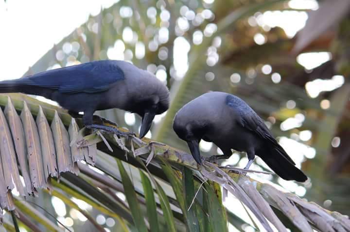 tamil crow