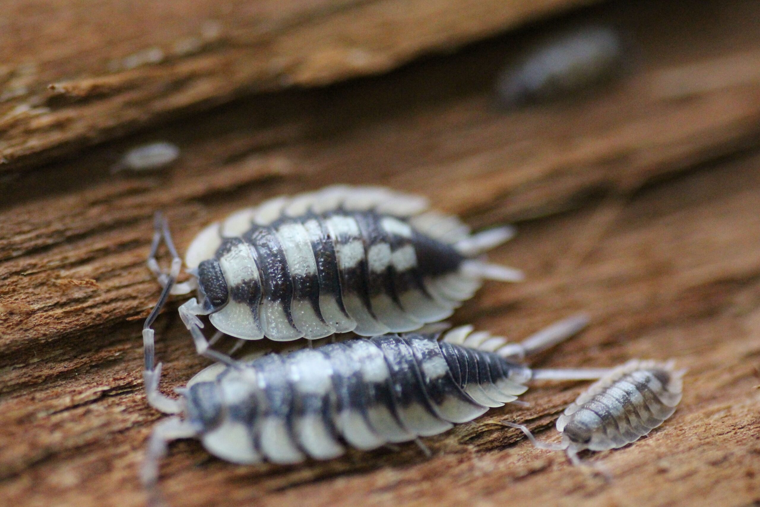 male vs female isopods