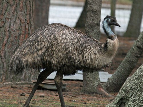 ostrich like bird crossword clue