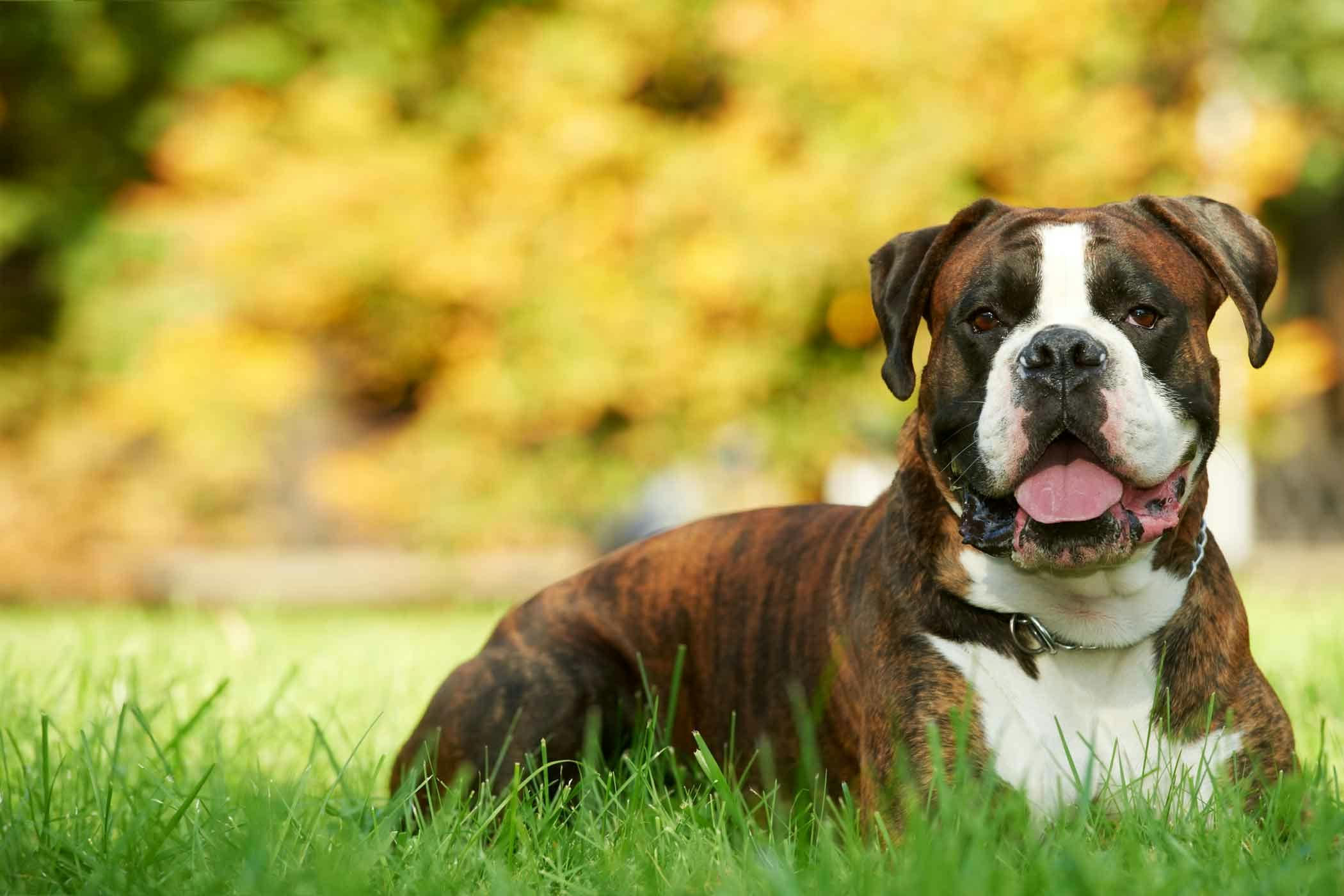 female boxer names dog