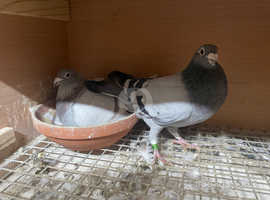 pigeons for sale sheffield