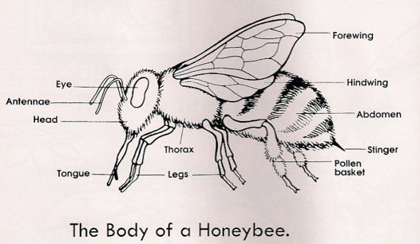 diagram of honey bee with label