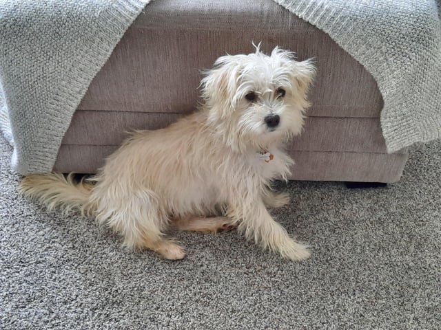 maltese terrier mix