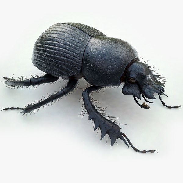 dung beetle 3d model