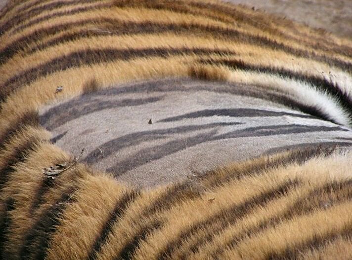 if you shaved a tiger would it still be striped