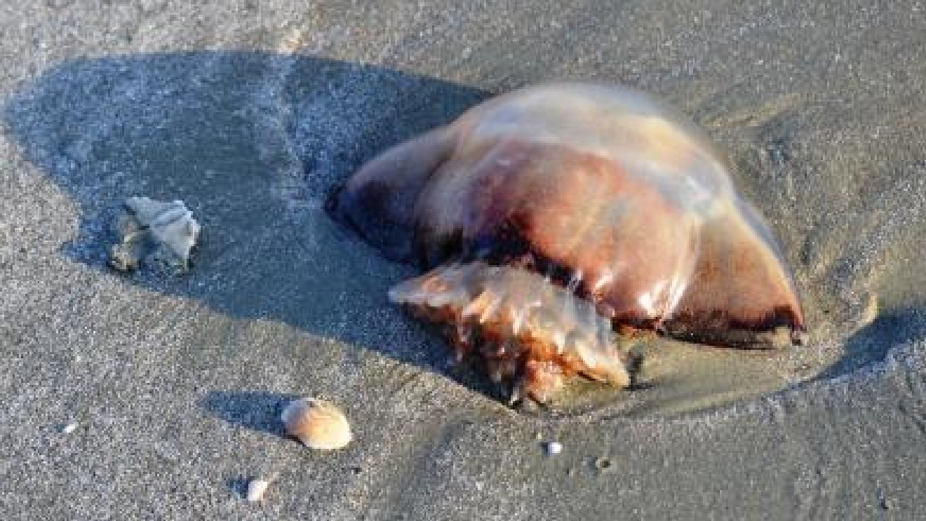 why are there so many dead jellyfish on myrtle beach