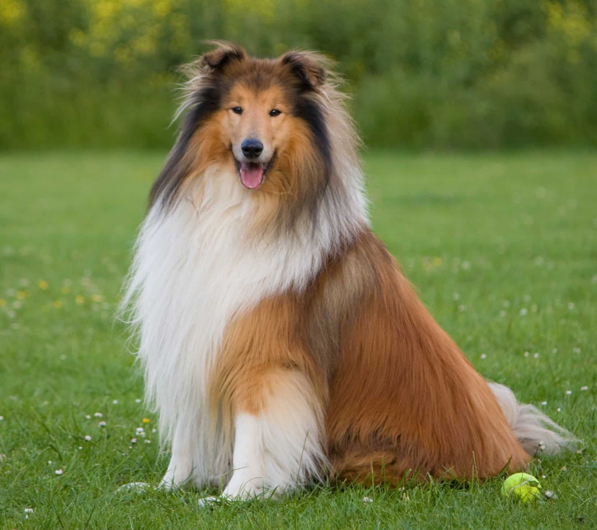 how much does a collie cost