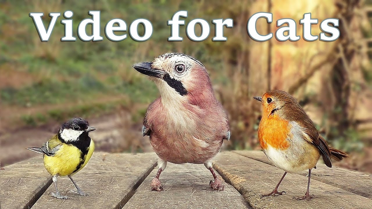 bird videos for cats