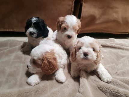 gumtree puppies wa