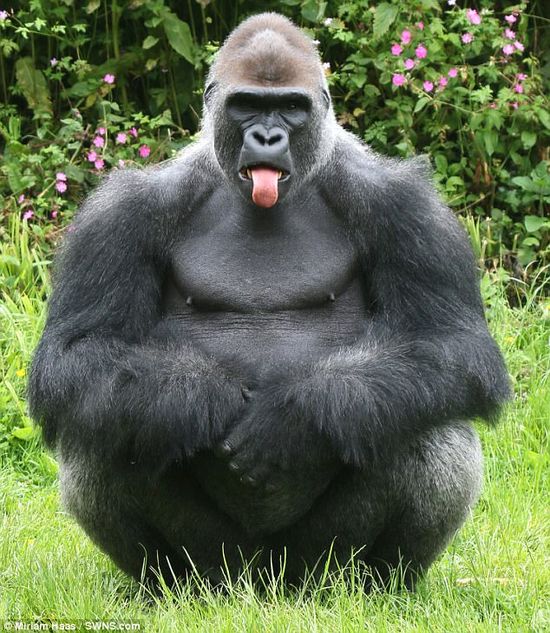 silly gorilla pictures
