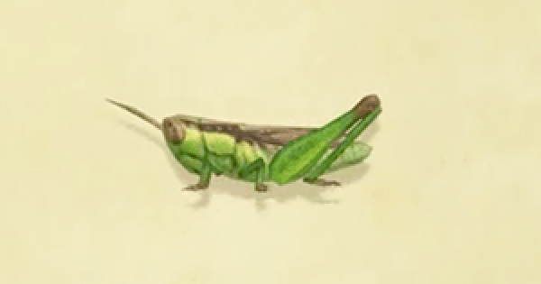 animal crossing new leaf rice grasshopper