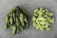 lima beans meaning in hindi