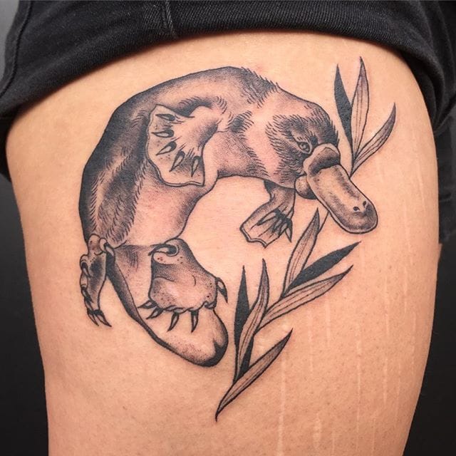 platypus tattoo