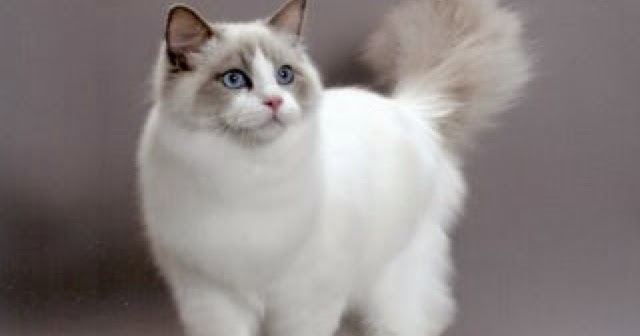 rarest ragdoll color